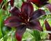 Lily Mapira Asiatic