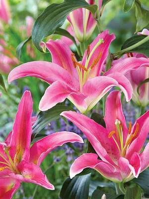 lily　カメリアピン2点 BLIMC-0-Lily-Mount-Cook-