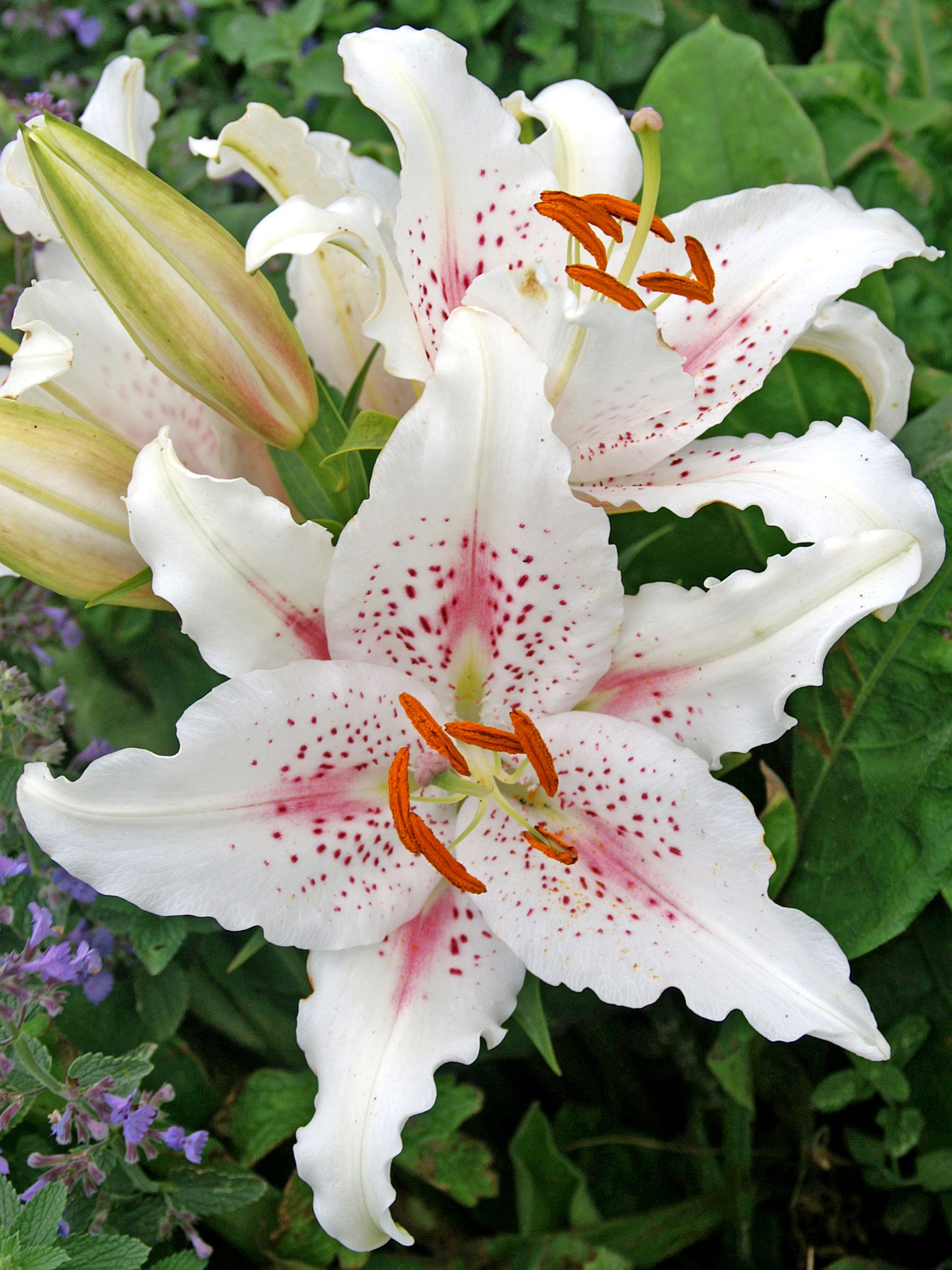 Lily Muscadet | Bluestone Perennials