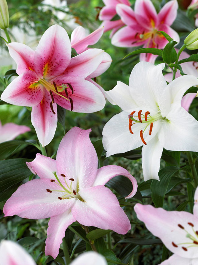 Lily Oriental Mix Bluestone Perennials