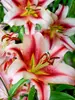 Lily Olympic Torch
