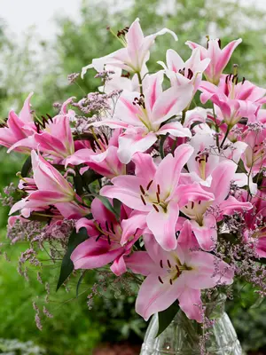 Link to Lily Hot Pink Inspiration Blend
