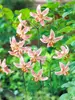 Lily Pink Morning