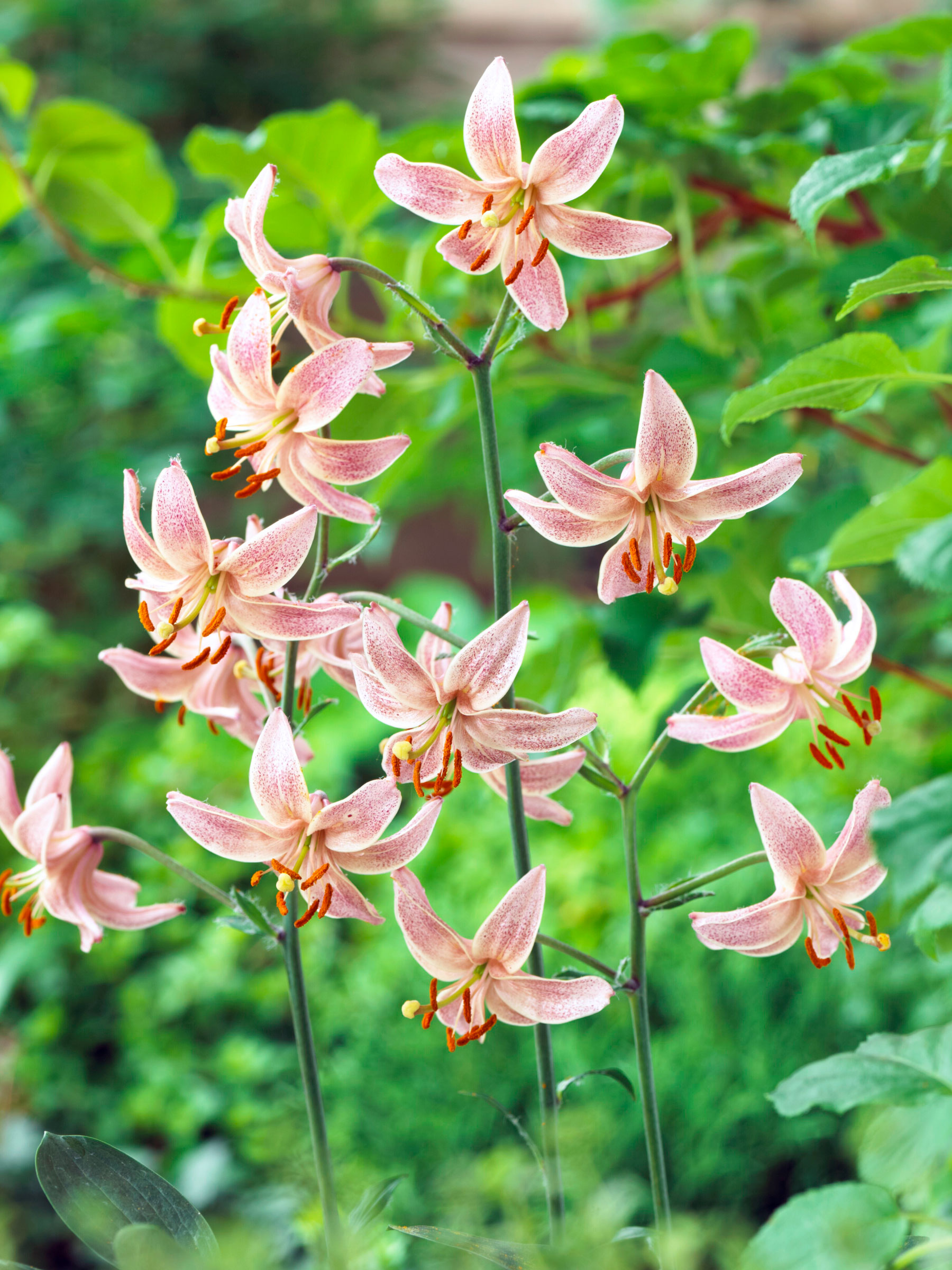 Lily Pink Morning (Lillium, Martagon Lily, Turk s Cap Lily)
