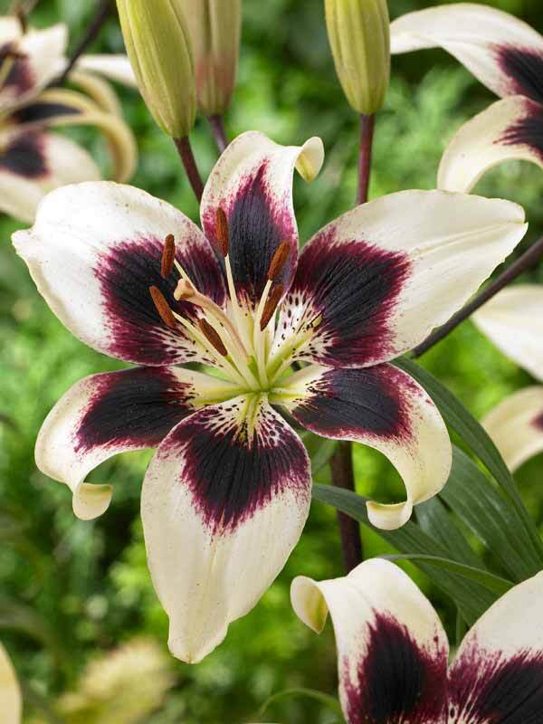 Lily Patricia's Pride Asiatic