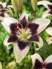 Lily Patricia's Pride Asiatic