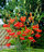 Lily pumilum