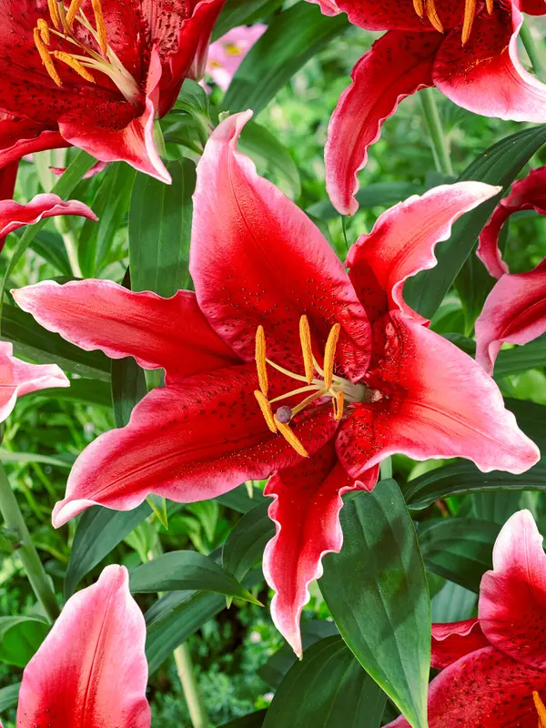 Lily Red Flash