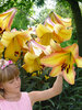 Lily Rising Moon