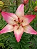 Lily Rosella's Dream