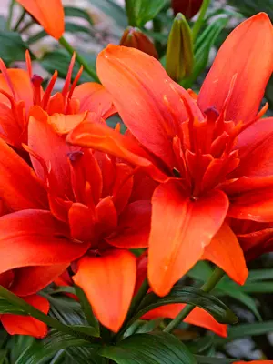 Link to Lily Red Twin