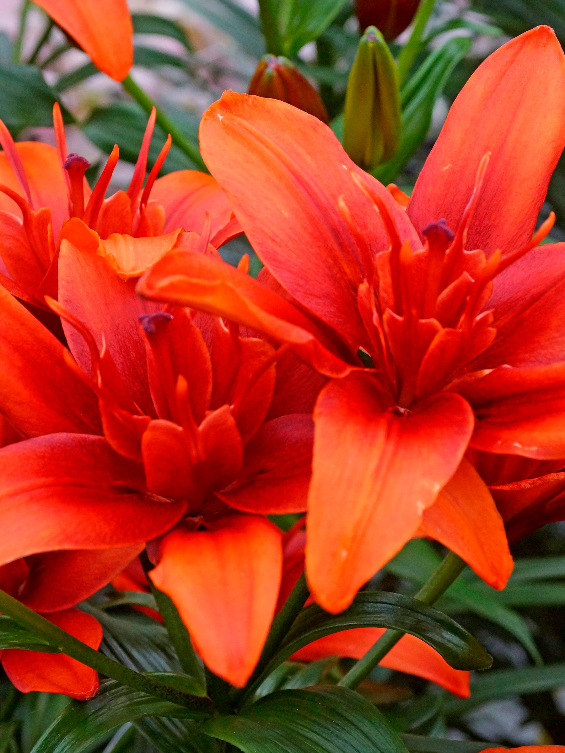 lily Foxley Hybrid Lily | Tulip World | 27312