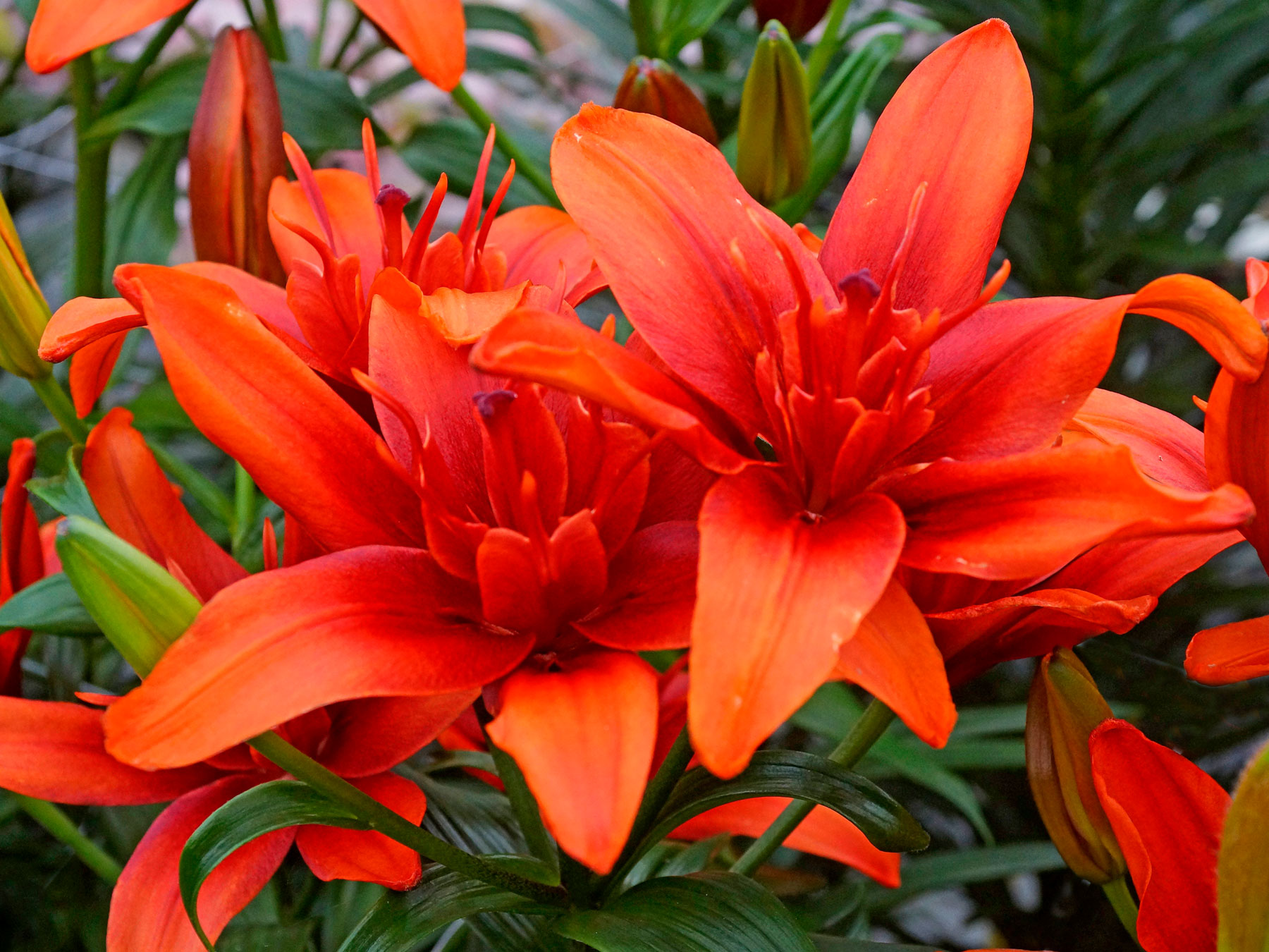 lily　カメリアピン2点 Lily Red Twin | Bluestone Perennials