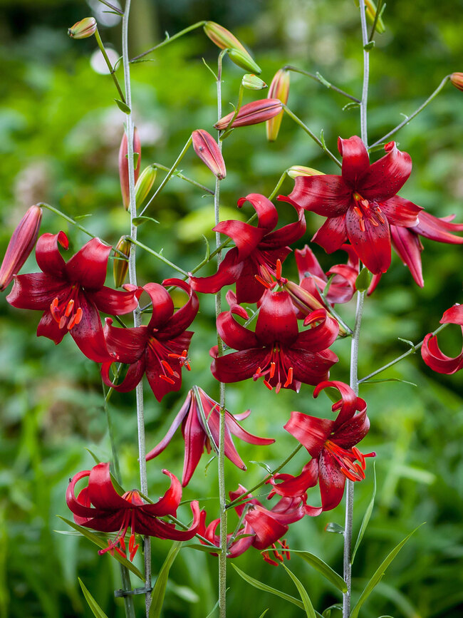 Lily Red Velvet | Bluestone Perennials