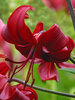 Lily Red Velvet