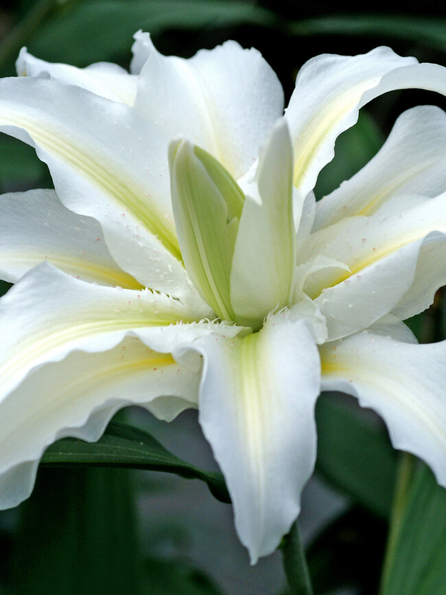 Lily Serene Angel