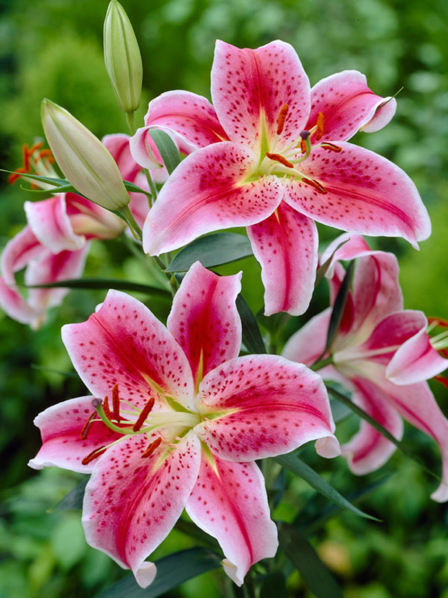 star gazer lily pictures