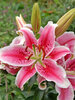 Lily Star Gazer