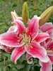 Lily Star Gazer