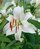 Lily Siberia