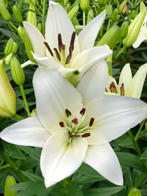 Lily Landini | Bluestone Perennials