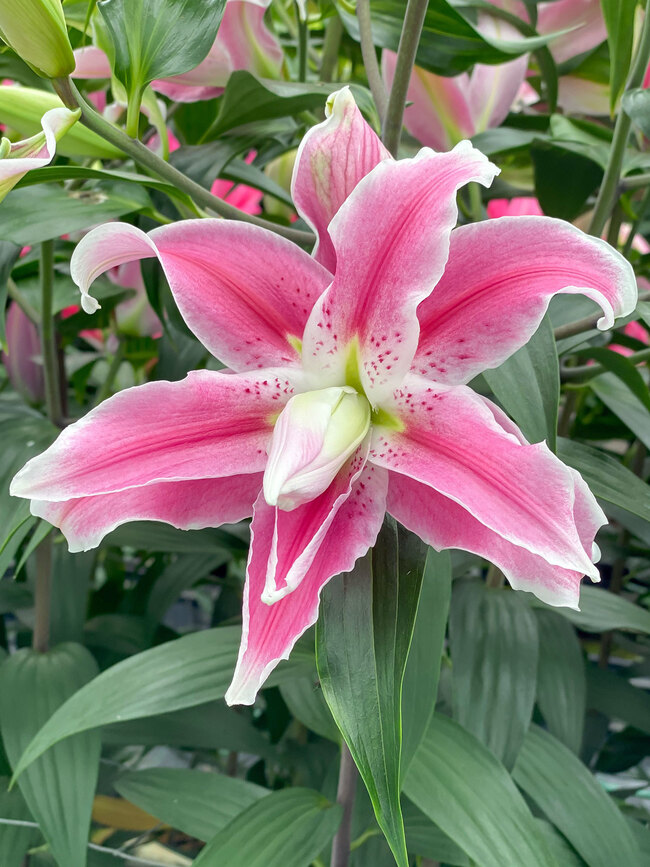 Lily Sweet Rosy