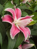 Lily Sweet Rosy