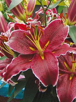 LILY Linen*アゼプルオーバー*17ss Londrina Asiatic Lily | Tulip World | 27225