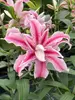 Lily Magic Star