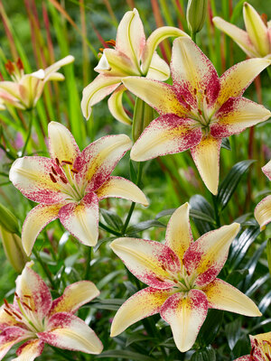 Lily BLITD-0-Lily-Tripple-Dance-