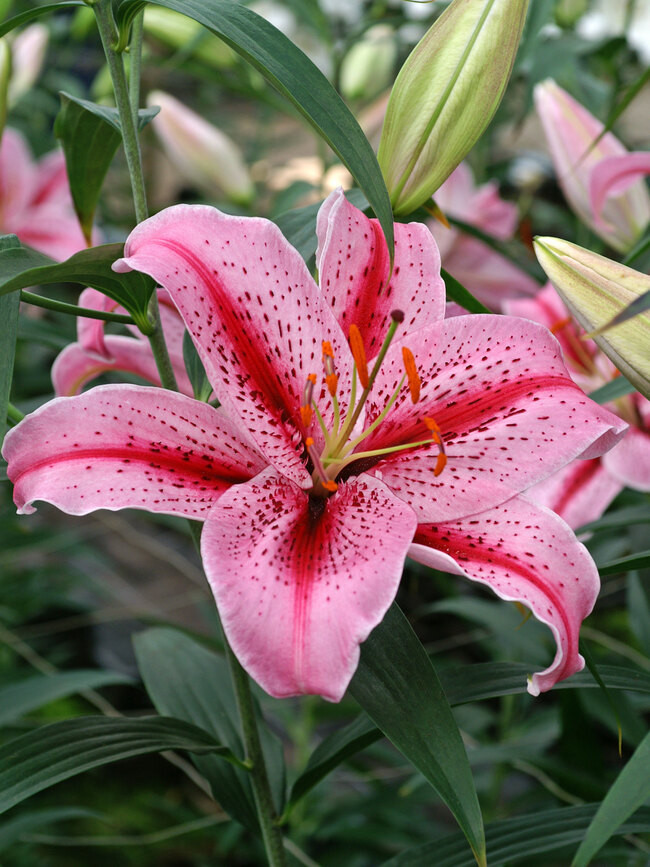 Lily Tiger Edition Oriental Bluestone Perennials