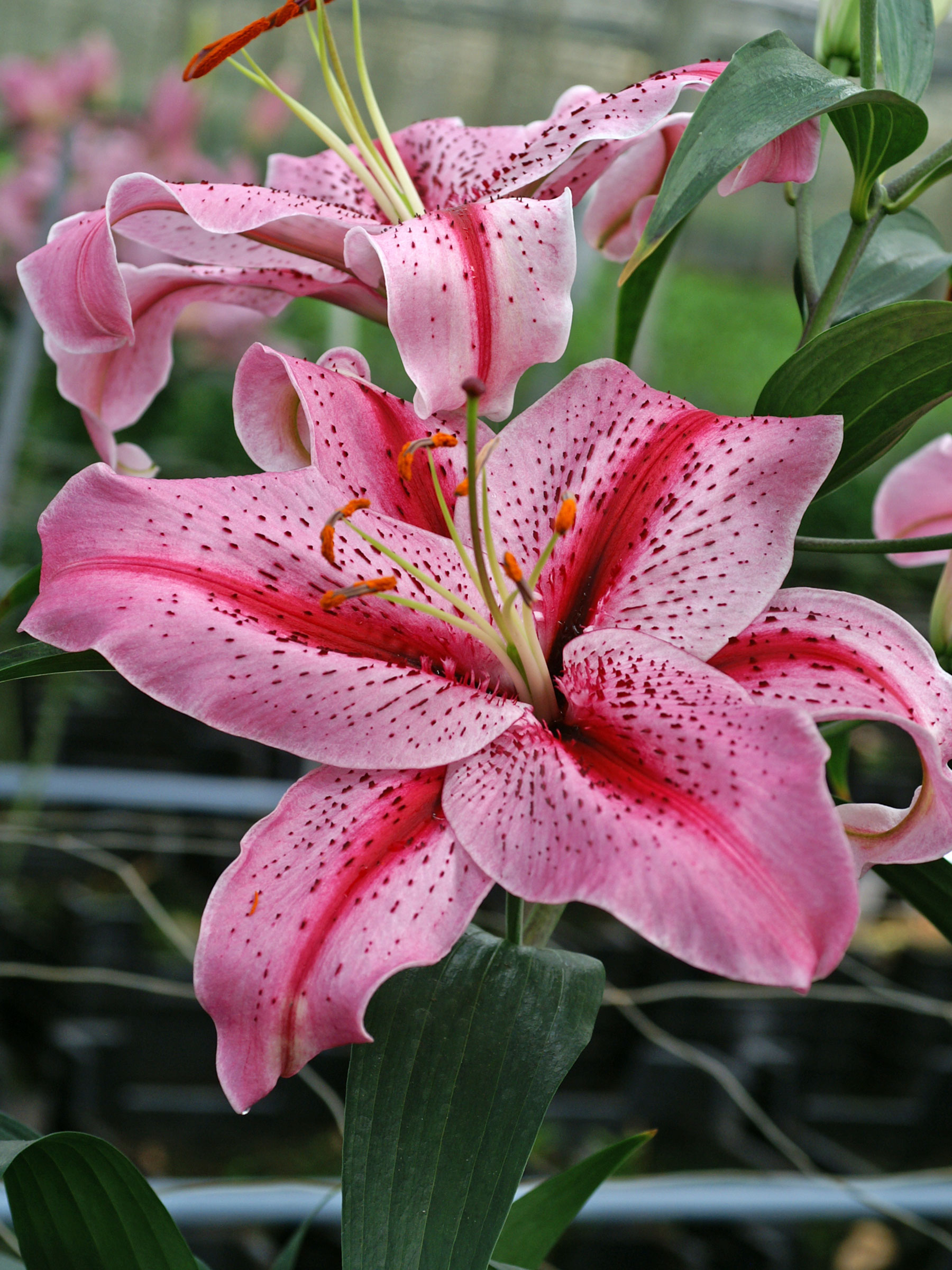 Lily Tiger Edition Oriental | Bluestone Perennials