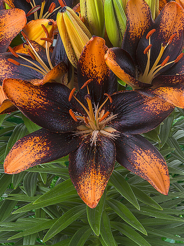 Lily Trendy Las Palmas