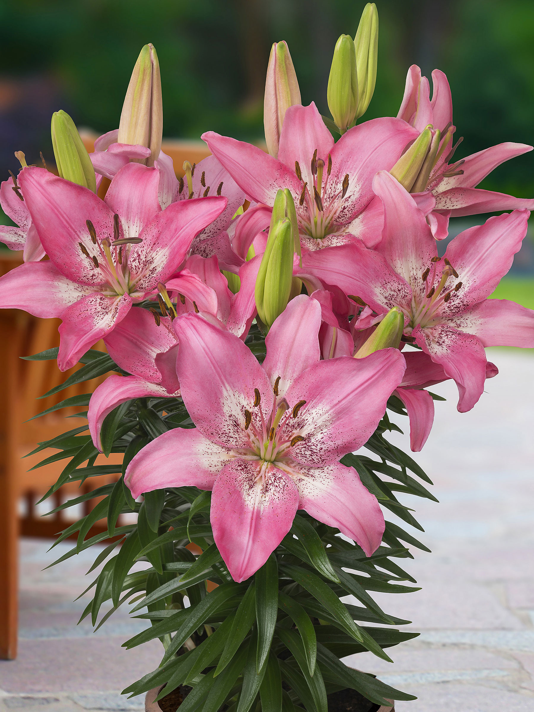 BLITN-0-Lilium-Trendy-Nicosia-