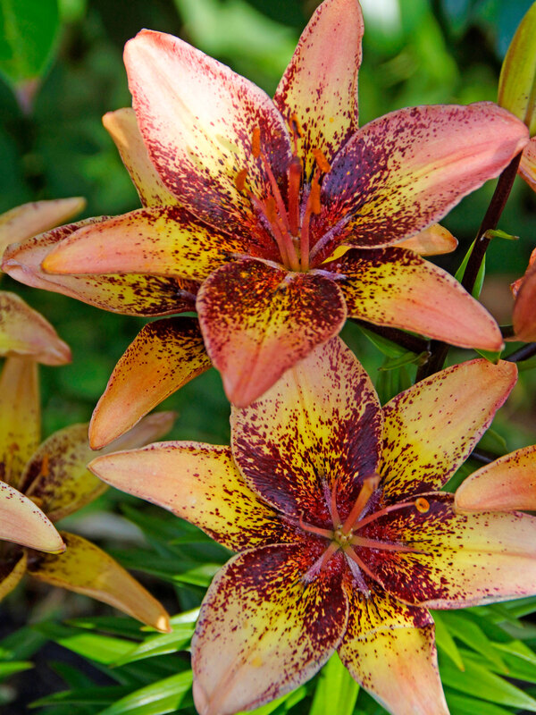 Lily Tribal Dance