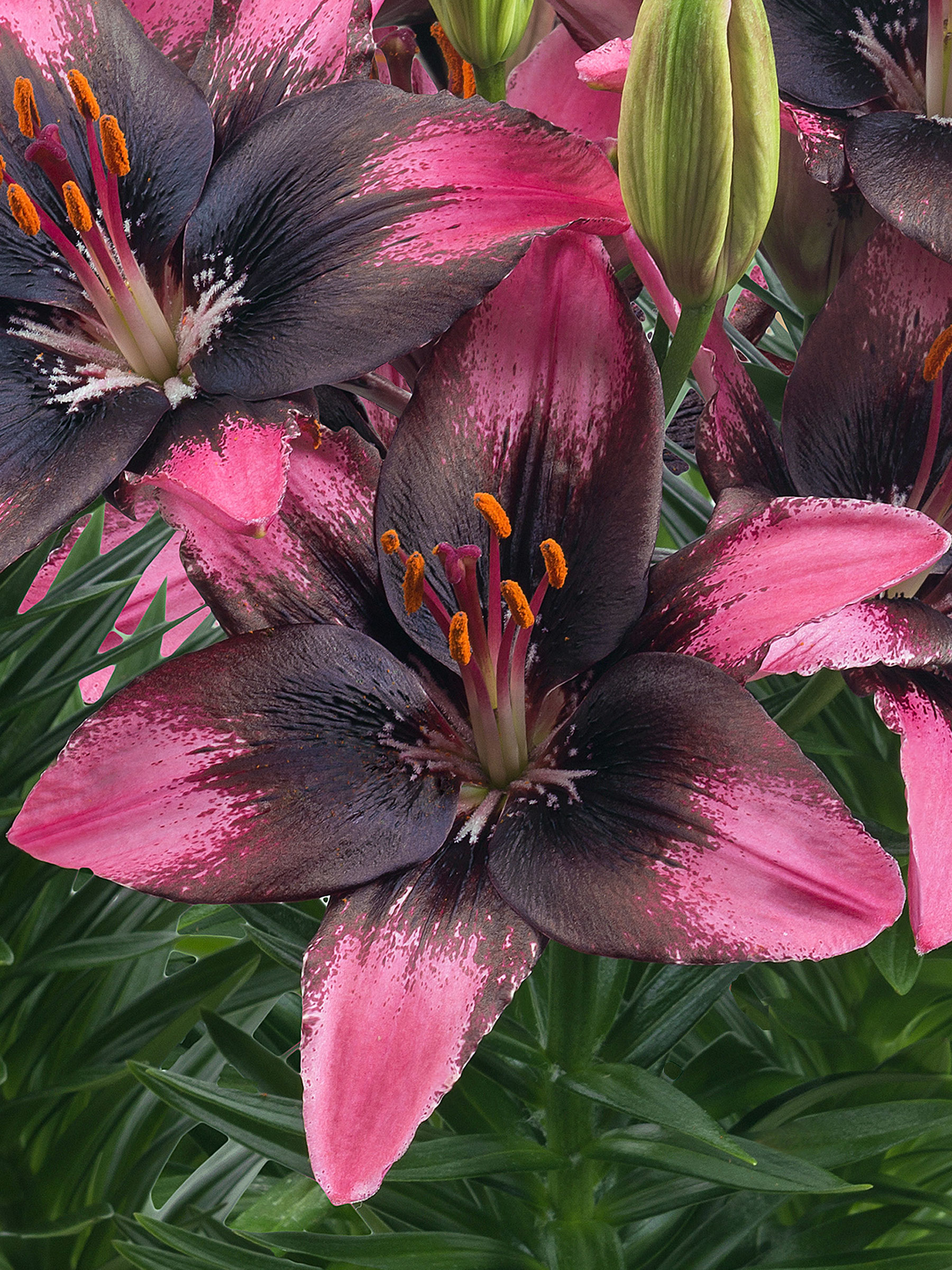 Lily Trendy Santo Domingo | Bluestone Perennials
