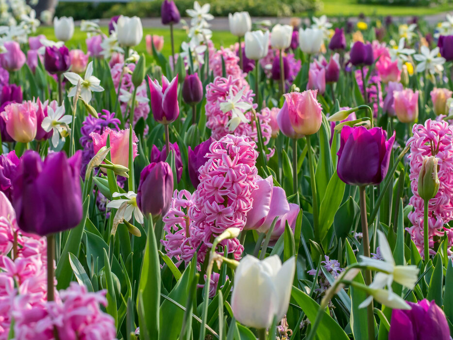 Lovers Lane Inspiration Blend Bluestone Perennials