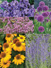 Bright Lively Pollinator Garden