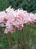 Lycoris squamigera Magic Lily