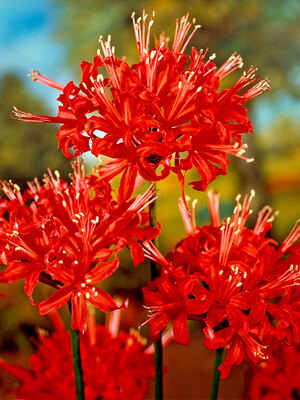 Lycoris | Bluestone Perennials