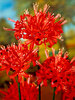 Lycoris Radiata