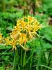 Lycoris Aurea