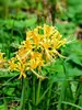 Lycoris Aurea