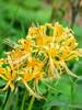 Lycoris Aurea