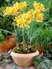 Lycoris Aurea