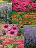 Butterfly Magnet Collection