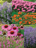 Butterfly Magnet Collection 2