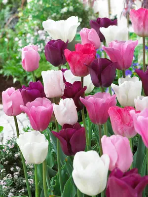 Link to Tulip Midnight Moments Landscape Bag
