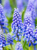 Muscari armeniacum Grape Hyacinth