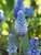 Muscari Azureum